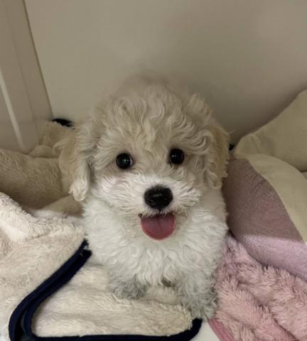 ビションフリーゼ