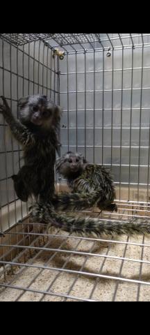 コモンマーモセット