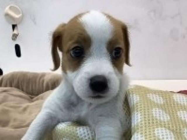 ジャックラッセルテリア