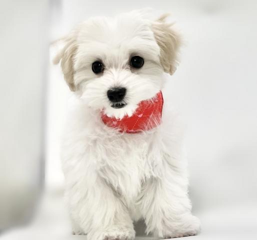 マルチーズ×Tプードル