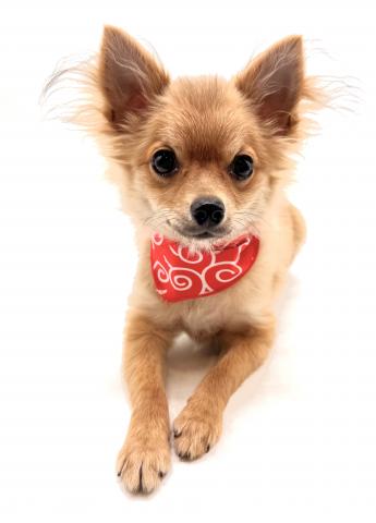 MIX チワワ×ポメラニアン