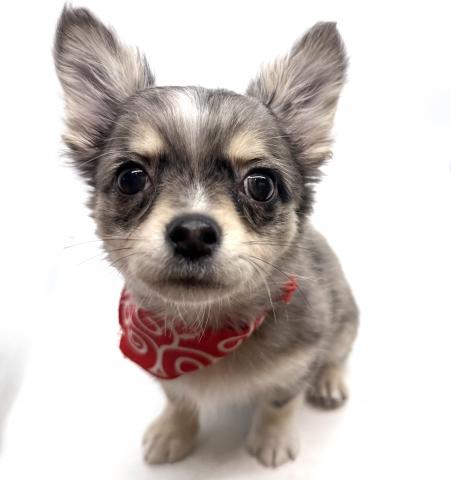 チワワ（ロングコート）