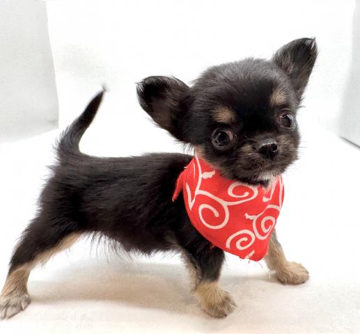 チワワ（ロングコート）