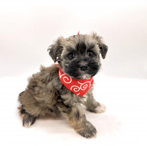 MIX マルチーズ×トイプードル