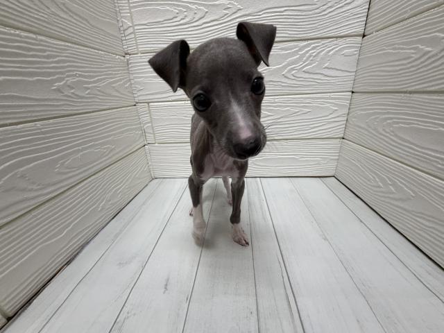 イタリアングレーハウンド