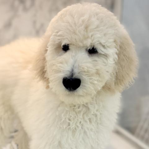 スタンダードプードル