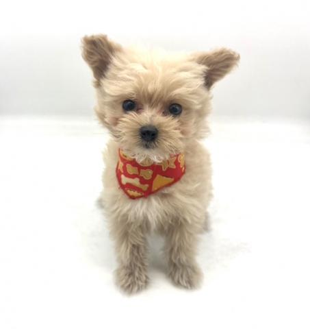 MIXポメラニアン×トイプードル