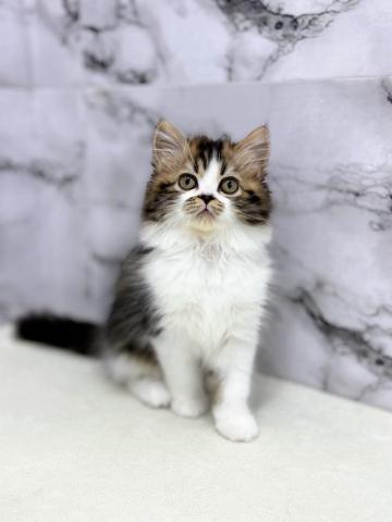 ラガマフィン【3/5お写真、動画更新！】マイペースな大型猫ちゃん！へそ天で寝てくれます♪