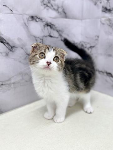 スコティッシュフォールド【3/5お写真、動画更新！】Special price‼️活発元気な甘えん坊くん♡