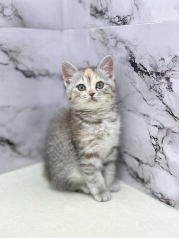 マンチカン【3/5お写真、動画更新!】おもちゃ遊びが大得意!足長タイプのマンチカン♪