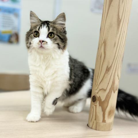 スコティッシュフォールド