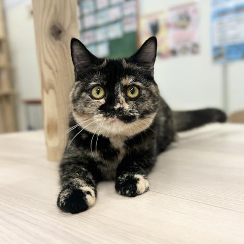 スコティッシュフォールド