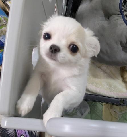 チワワ（ロングコート）