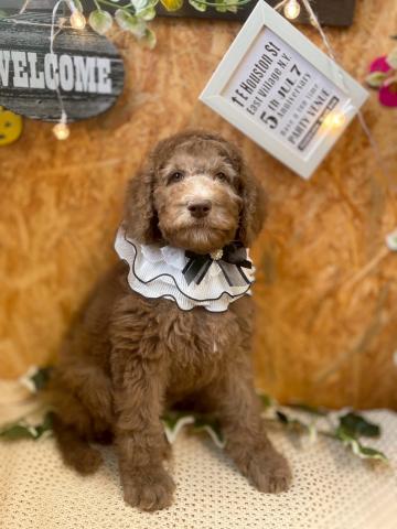 スタンダードプードル