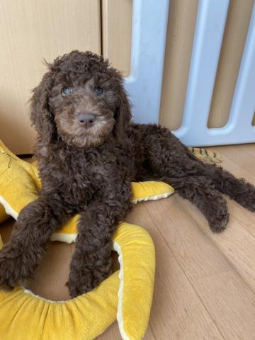 スタンダードプードル