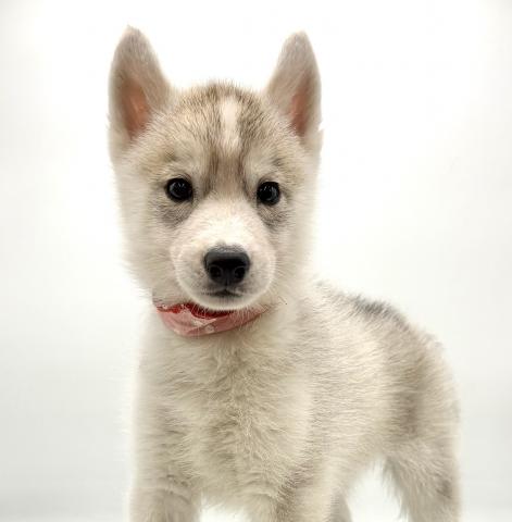 シベリアンハスキー