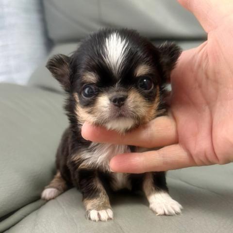 チワワ（ロングコート）