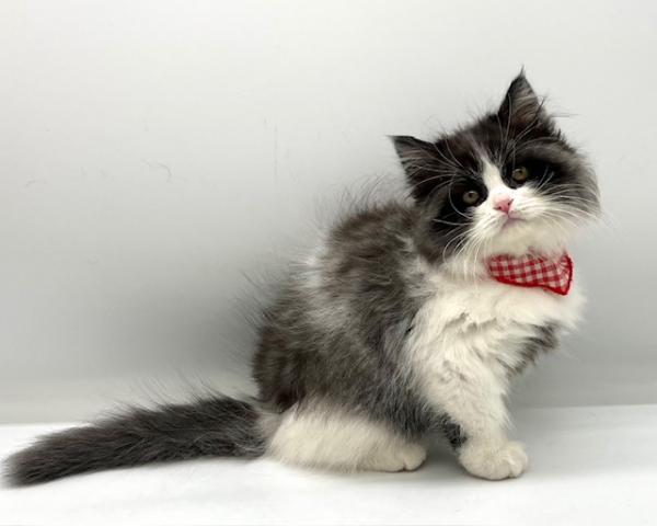 スコティッシュフォールド