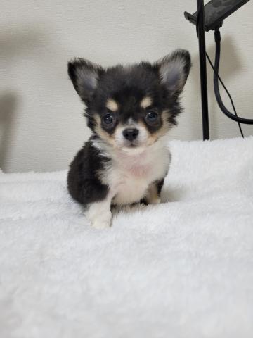 チワワ（ロングコート）