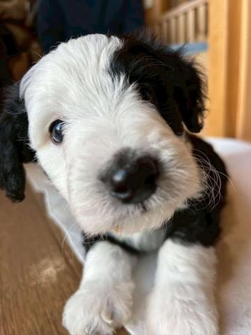 MIXボードゥードル：ニコ