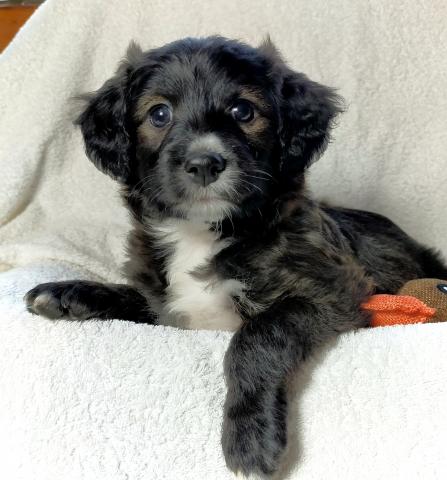 MIXボードゥードル：サンゴ