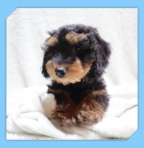 MIX●だっぷー●