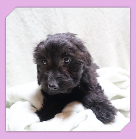 MIX●だっぷー●