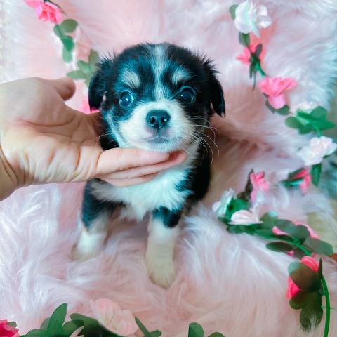 チワワ（ロングコート）