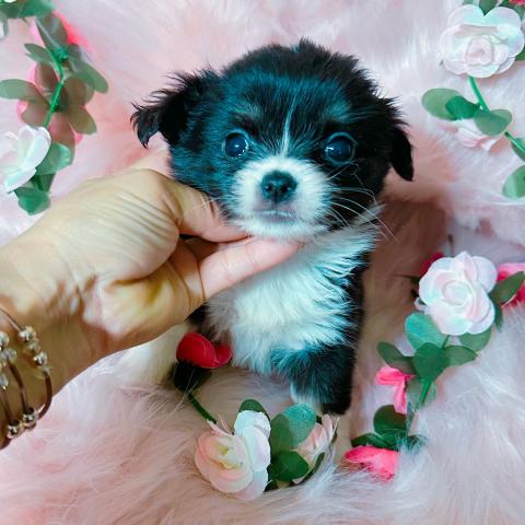 チワワ（ロングコート）