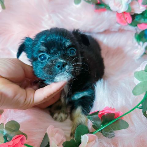 チワワ（ロングコート）