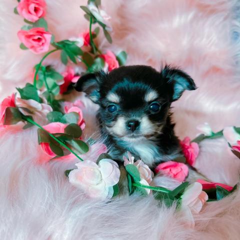 チワワ（ロングコート）