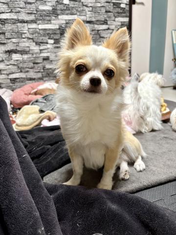 チワワ（ロングコート）