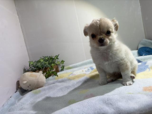 チワワ（ロングコート）