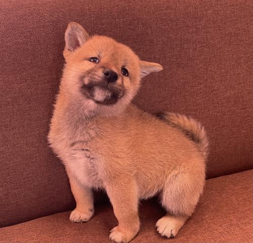 柴犬超サプライズ特価の子💕人気の柴犬💕おトイレも覚えた賢い子💕素敵な飼い主さん募集中💕 プライスはご遠慮なくご相談くださいね💕