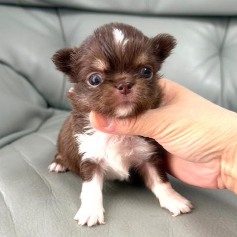 チワワ（ロングコート）