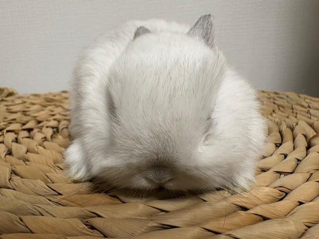 ネザーランドドワーフ