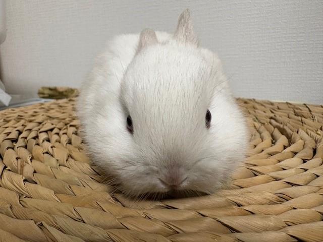 ネザーランドドワーフ