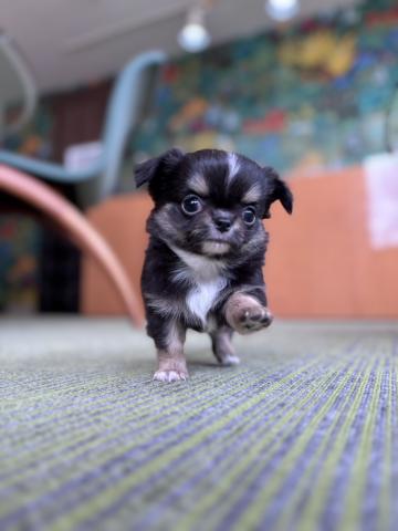 チワワ（ロングコート）