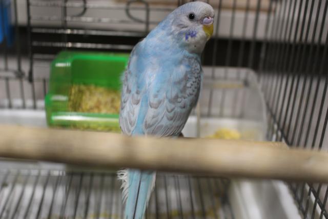 セキセイインコ若鳥メス