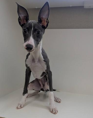 イタリアングレーハウンド