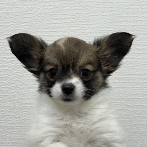MIXパピヨン×チワワ