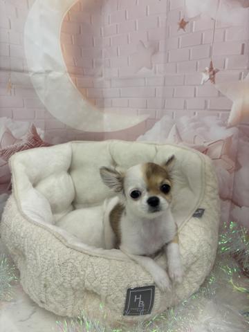 チワワ（ロングコート）