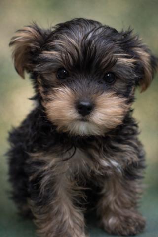 ヨークシャーテリア