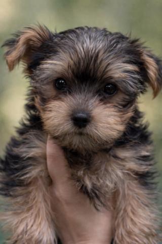 ヨークシャーテリア