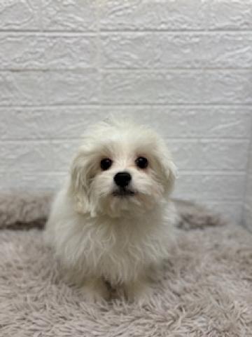 MIX(ペキニーズ×ビションフリーゼ)