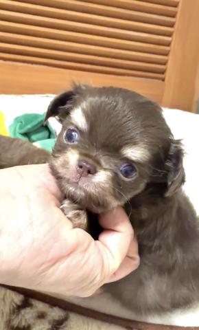 チワワ（ロングコート）