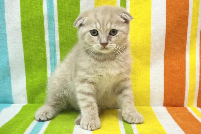 スコティッシュフォールド