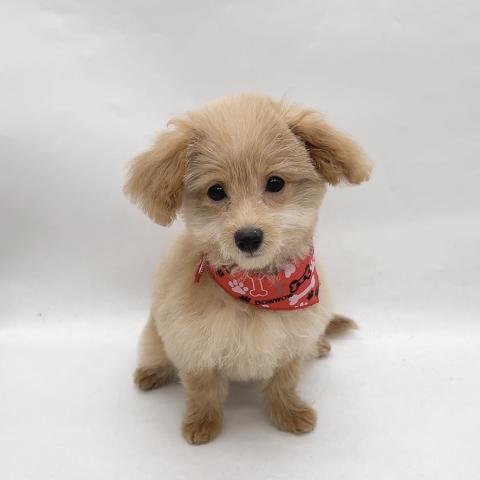 MIXチワワ×トイプードル