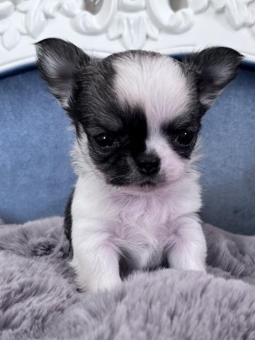 チワワ（ロングコート）