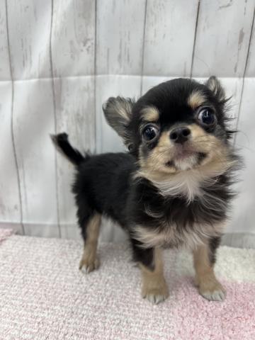 チワワ（ロングコート）